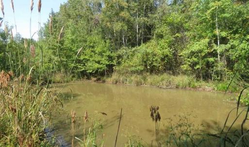Photo of SOLD!!  174 Acres of Hunting Land For Sale in Dillon County SC!