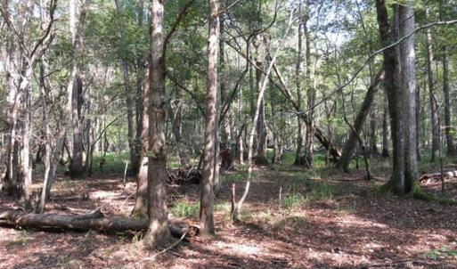 Photo of SOLD!!  174 Acres of Hunting Land For Sale in Dillon County SC!