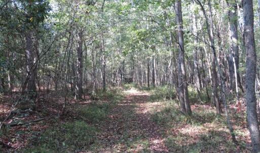 Photo of SOLD!!  174 Acres of Hunting Land For Sale in Dillon County SC!