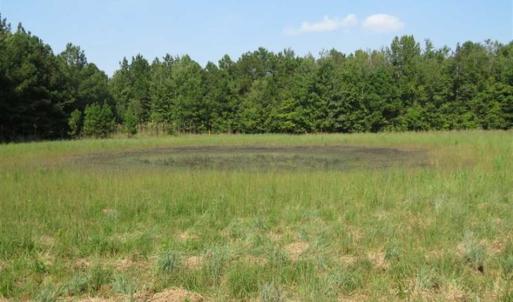 Photo of SOLD!!  174 Acres of Hunting Land For Sale in Dillon County SC!