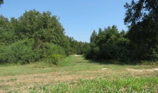 Photo of SOLD!!  174 Acres of Hunting Land For Sale in Dillon County SC!