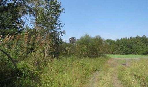 Photo of SOLD!!  174 Acres of Hunting Land For Sale in Dillon County SC!