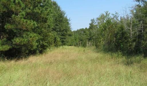 Photo of SOLD!!  174 Acres of Hunting Land For Sale in Dillon County SC!