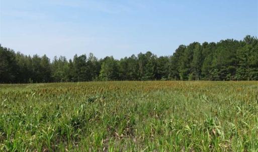 Photo of SOLD!!  174 Acres of Hunting Land For Sale in Dillon County SC!