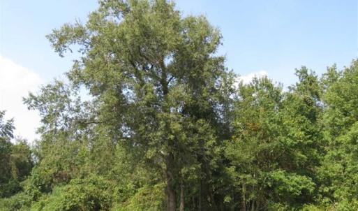 Photo of SOLD!!  174 Acres of Hunting Land For Sale in Dillon County SC!