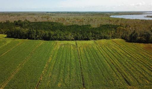 Photo of SOLD!!  52 Acres of Farm and Hunting Land For Sale in Tyrrell County NC!