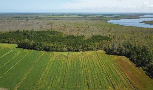Photo of SOLD!!  52 Acres of Farm and Hunting Land For Sale in Tyrrell County NC!