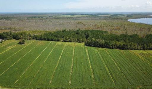 Photo of SOLD!!  52 Acres of Farm and Hunting Land For Sale in Tyrrell County NC!