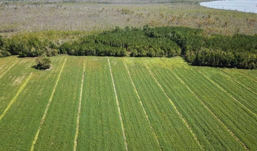 Photo of SOLD!!  52 Acres of Farm and Hunting Land For Sale in Tyrrell County NC!