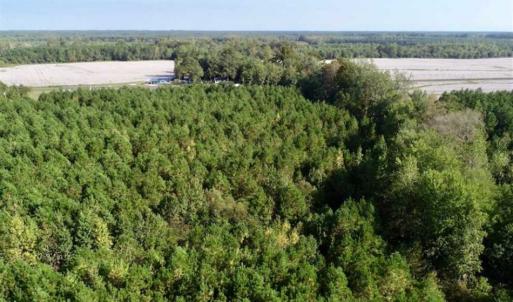 Photo of SOLD!! 13.7 Acres of Hunting and Timber Land For Sale in Gates County NC!