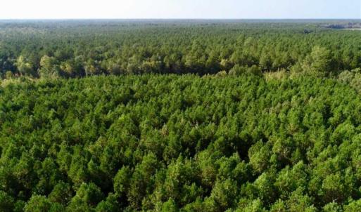 Photo of SOLD!! 13.7 Acres of Hunting and Timber Land For Sale in Gates County NC!