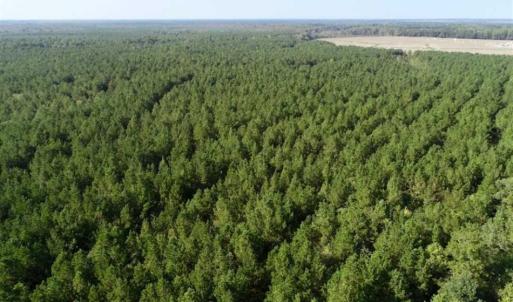 Photo of SOLD!! 13.7 Acres of Hunting and Timber Land For Sale in Gates County NC!