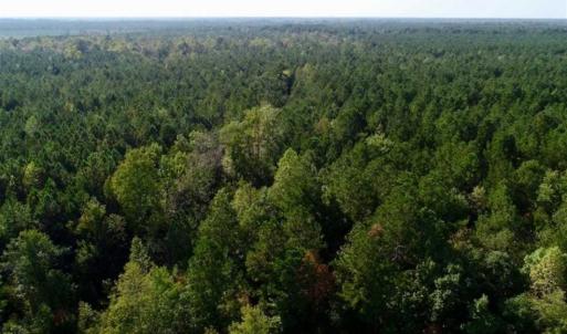 Photo of SOLD!! 13.7 Acres of Hunting and Timber Land For Sale in Gates County NC!