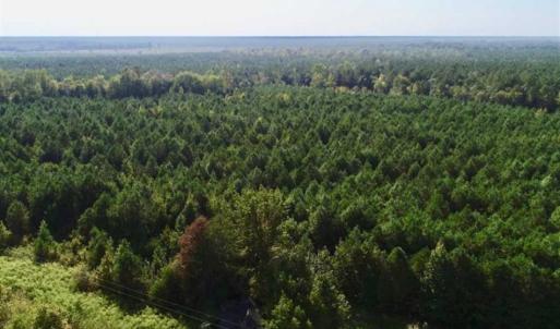 Photo of SOLD!! 13.7 Acres of Hunting and Timber Land For Sale in Gates County NC!