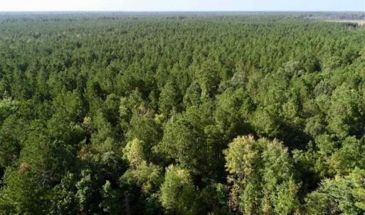 Photo of SOLD!! 13.7 Acres of Hunting and Timber Land For Sale in Gates County NC!
