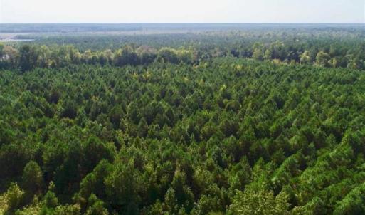 Photo of SOLD!! 13.7 Acres of Hunting and Timber Land For Sale in Gates County NC!
