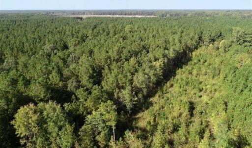 Photo of SOLD!! 13.7 Acres of Hunting and Timber Land For Sale in Gates County NC!