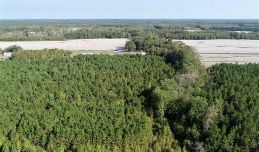Photo of SOLD!! 13.7 Acres of Hunting and Timber Land For Sale in Gates County NC!