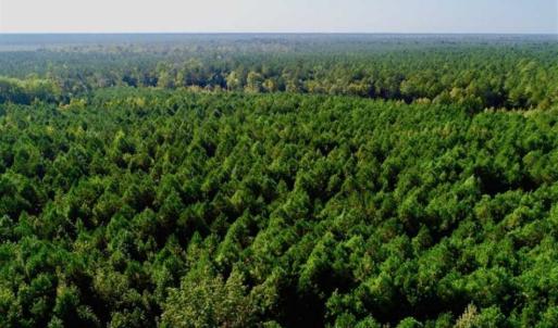 Photo of SOLD!! 13.7 Acres of Hunting and Timber Land For Sale in Gates County NC!