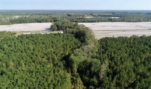 Photo of SOLD!! 13.7 Acres of Hunting and Timber Land For Sale in Gates County NC!