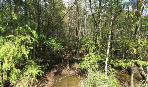 Photo of UNDER CONTRACT!!  44 Acres of Hunting and Timber Land For Sale in Columbus County NC!