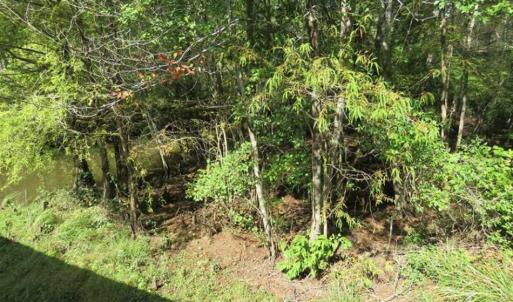 Photo of UNDER CONTRACT!!  44 Acres of Hunting and Timber Land For Sale in Columbus County NC!