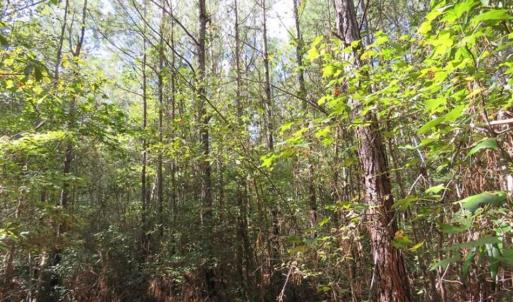 Photo of UNDER CONTRACT!!  44 Acres of Hunting and Timber Land For Sale in Columbus County NC!