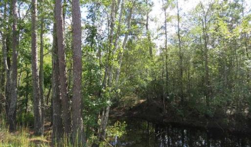 Photo of UNDER CONTRACT!!  44 Acres of Hunting and Timber Land For Sale in Columbus County NC!