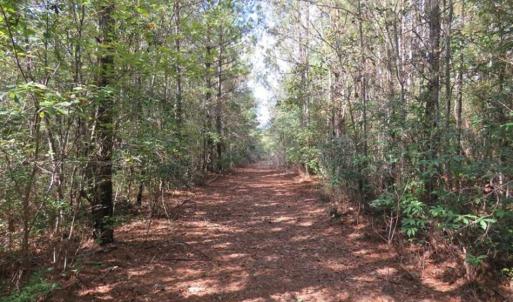 Photo of UNDER CONTRACT!!  44 Acres of Hunting and Timber Land For Sale in Columbus County NC!