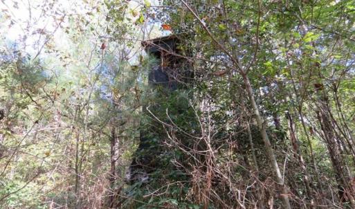 Photo of UNDER CONTRACT!!  44 Acres of Hunting and Timber Land For Sale in Columbus County NC!