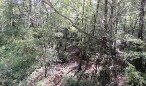 Photo of UNDER CONTRACT!!  44 Acres of Hunting and Timber Land For Sale in Columbus County NC!