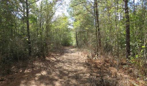 Photo of UNDER CONTRACT!!  44 Acres of Hunting and Timber Land For Sale in Columbus County NC!