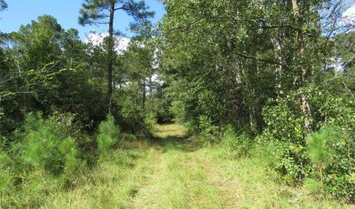 Photo of UNDER CONTRACT!!  172.7 Acres of Hunting and Timber Land For Sale in Columbus County NC!