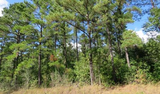 Photo of UNDER CONTRACT!!  172.7 Acres of Hunting and Timber Land For Sale in Columbus County NC!