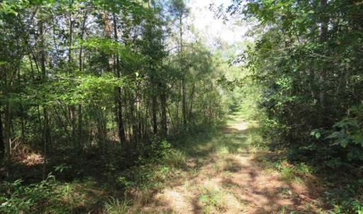 Photo of UNDER CONTRACT!!  172.7 Acres of Hunting and Timber Land For Sale in Columbus County NC!