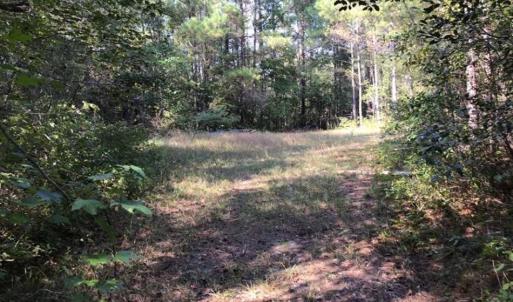 Photo of UNDER CONTRACT!!  172.7 Acres of Hunting and Timber Land For Sale in Columbus County NC!