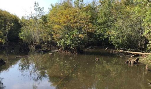 Photo of UNDER CONTRACT!!  172.7 Acres of Hunting and Timber Land For Sale in Columbus County NC!