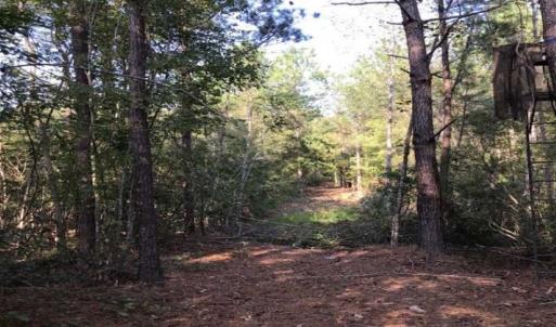 Photo of UNDER CONTRACT!!  172.7 Acres of Hunting and Timber Land For Sale in Columbus County NC!