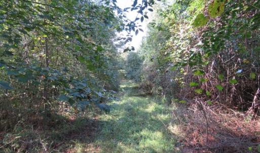Photo of UNDER CONTRACT!!  172.7 Acres of Hunting and Timber Land For Sale in Columbus County NC!
