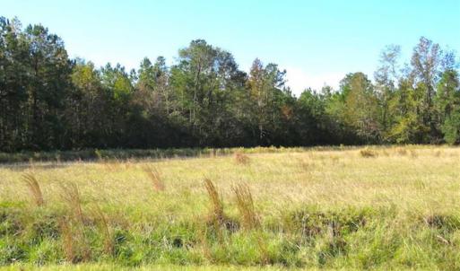 Photo of SOLD!!  45 Acres of Farm and Hunting Land For Sale in Columbus County NC!