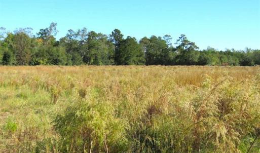 Photo of SOLD!!  45 Acres of Farm and Hunting Land For Sale in Columbus County NC!