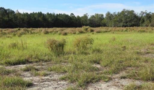 Photo of SOLD!!  45 Acres of Farm and Hunting Land For Sale in Columbus County NC!