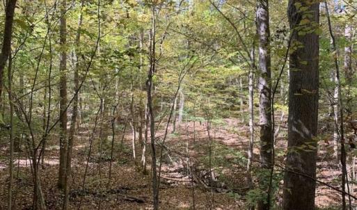 Photo of SOLD!!  81.9 Acres of Hunting and Timber Land for Sale in Caswell County NC!