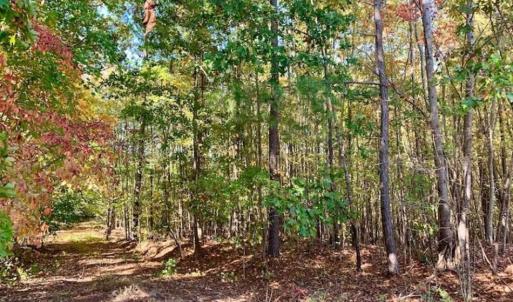 Photo of SOLD!!  81.9 Acres of Hunting and Timber Land for Sale in Caswell County NC!