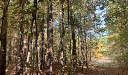 Photo of SOLD!!  81.9 Acres of Hunting and Timber Land for Sale in Caswell County NC!