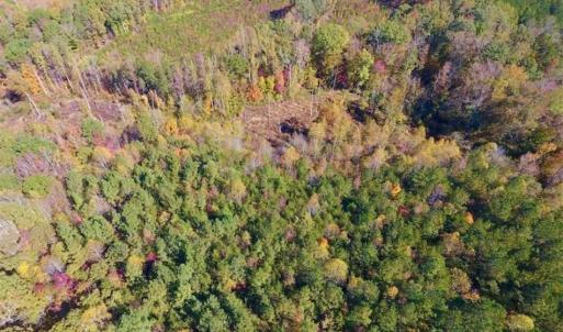 Photo of SOLD!!  81.9 Acres of Hunting and Timber Land for Sale in Caswell County NC!