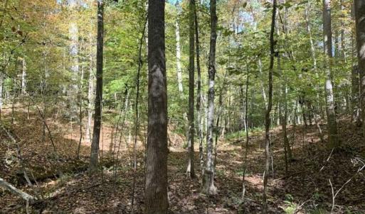 Photo of SOLD!!  81.9 Acres of Hunting and Timber Land for Sale in Caswell County NC!