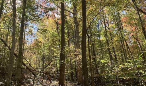 Photo of SOLD!!  81.9 Acres of Hunting and Timber Land for Sale in Caswell County NC!