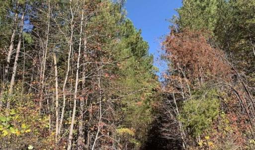 Photo of SOLD!!  81.9 Acres of Hunting and Timber Land for Sale in Caswell County NC!
