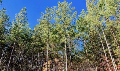 Photo of SOLD!!  81.9 Acres of Hunting and Timber Land for Sale in Caswell County NC!